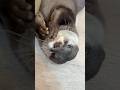 可愛い声でおしゃべりするカワウソ #shorts