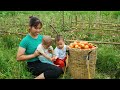 Single mom  harvest tomato goes to the market sell cut down the bamboo cooking