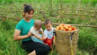 Single mom - Harvest tomato goes to the market sell, Cut down the bamboo, Cooking