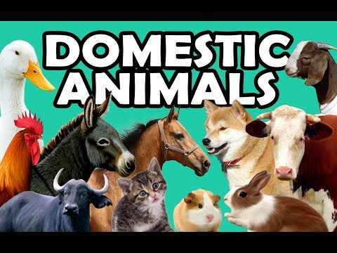 DOMESTIC ANIMALS | Learn Domestic Animals Sounds and Names For Children, Kids And Toddlers