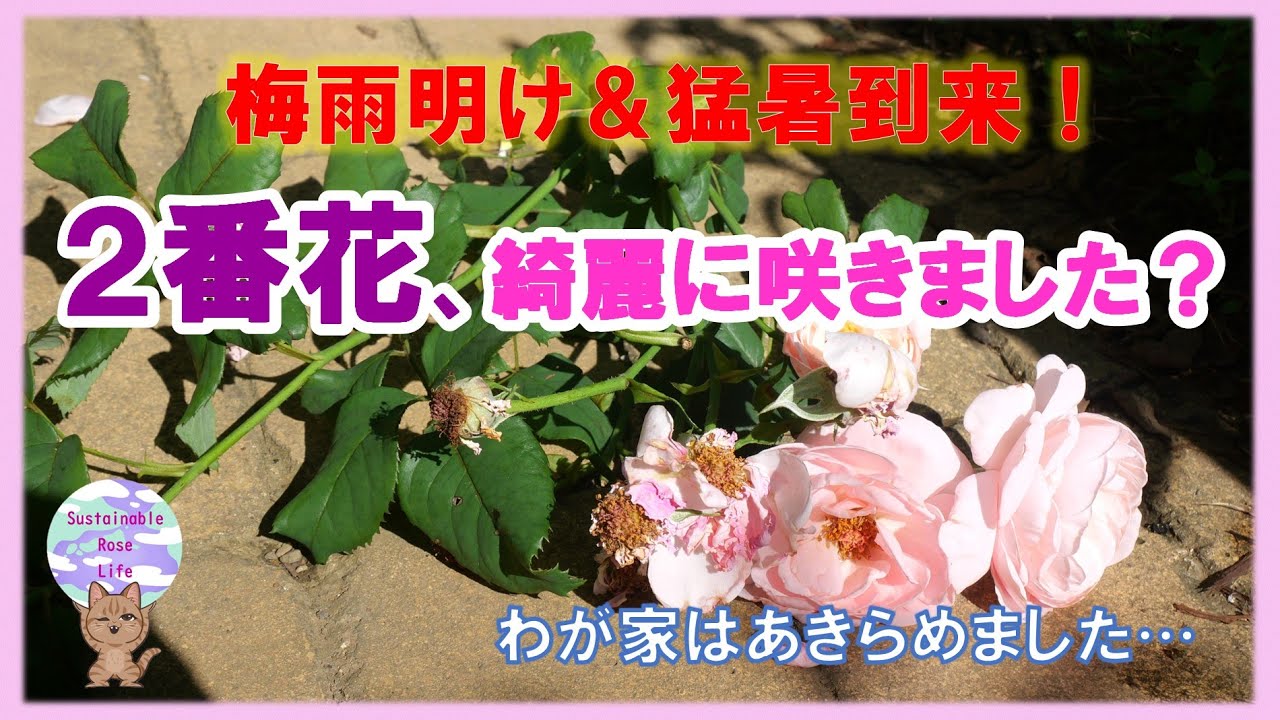 梅雨明け 猛暑到来 2番花 綺麗に咲きました わが家の猫 Sも簡単に消化します Youtube
