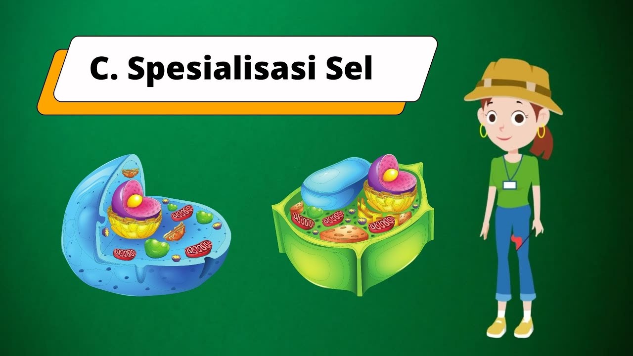 Spesialisasi Sel - YouTube