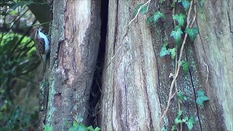 treecreeper, nest eggs feeding chicks.