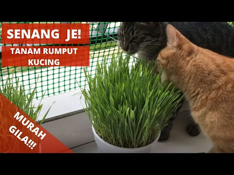 Video: Tumbuhan Catnip Berpasu: Cara Menjaga Catnip Tanam Bekas