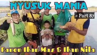 Nyusuk Mania || Part 87    Panen Ikan Mas & Ikan Nila