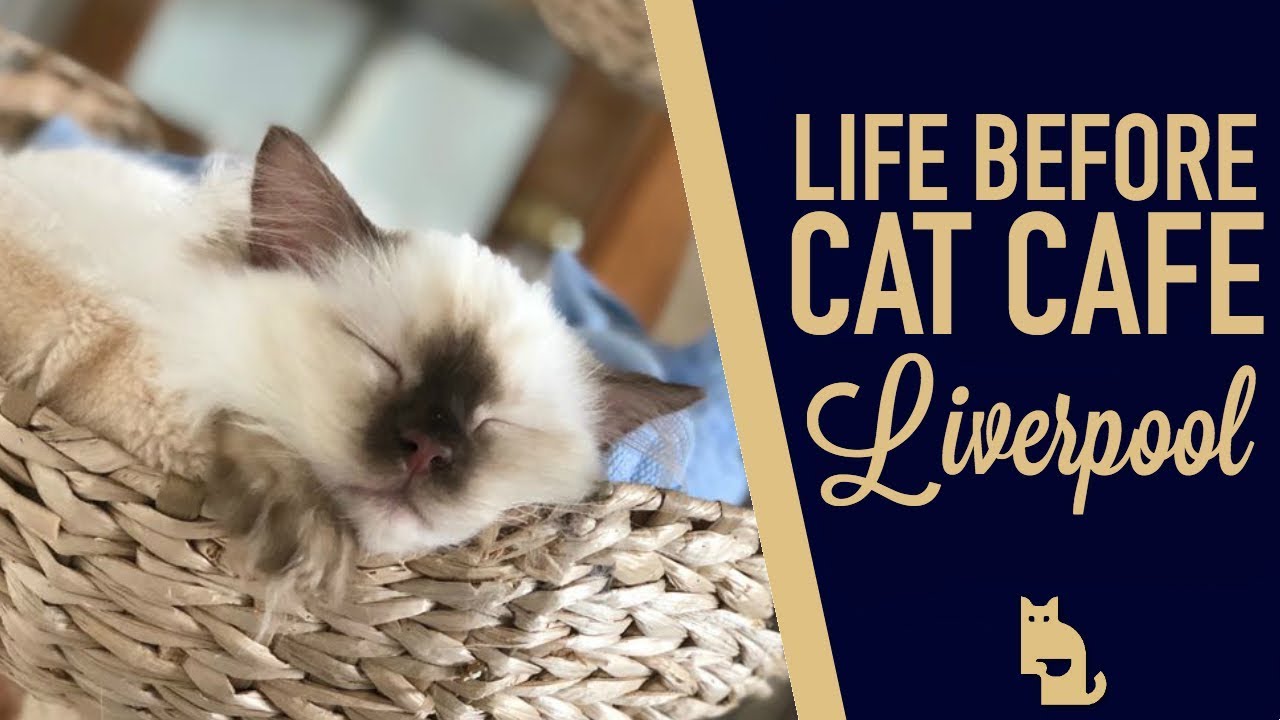 Life Before Cat  Cafe  Liverpool  We speak with Cat  Nanny 