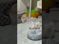 飼い主消えるドッキリしてみたら #dog #犬 #short #shorts #犬のいる暮らし #犬ドッキリ #犬にドッキリ
