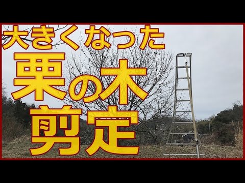 果樹剪定 クリの強剪定で太い枝を切る その方法と癒合剤の塗布で木の傷みを和らげる 稲屋の田舎チャンネル Youtube