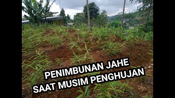 PENIMBUNAN JAHE USIA 3BULAN SAAT MUSIM PENGHUJAN