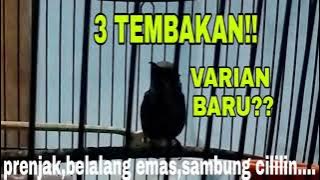 KONIN GACOR ROL TEMBAK ||TIGA VARIAN BARU,TEMBAKAN NGEROL YG  DI SUKAI JURI _KONIN JUARA