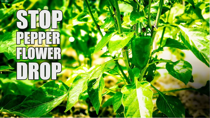 Why your PEPPER plants are dropping flowers