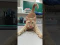 He's a catnip addict 🤣