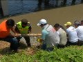 Los cocodrilos de Guayaquil