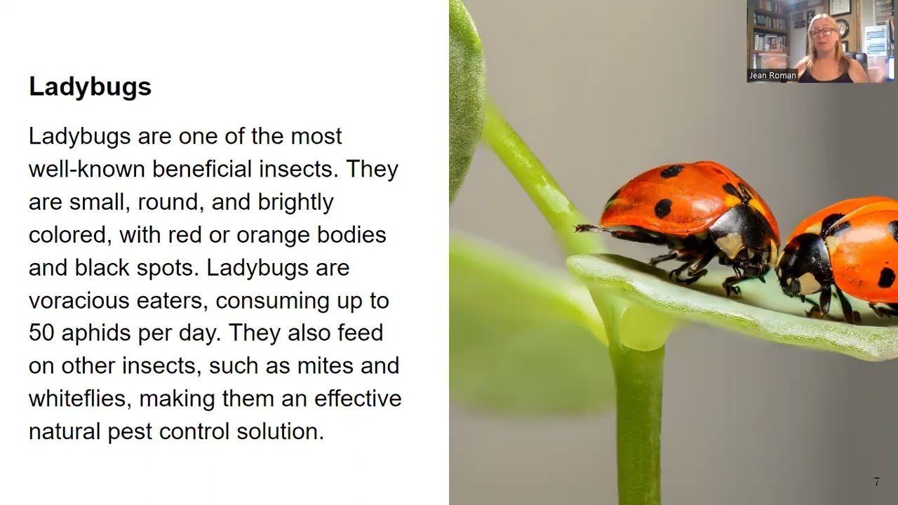 Ladybugs - Pest Control