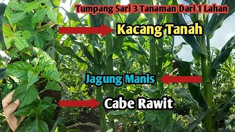 Tumpang Sari Cabe Rawit,Jagung dan Kacang Tanah....Pertumbuhannya Super.