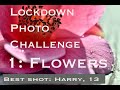 Lockdown Photo Challenge. Day 1: Flowers (plants)