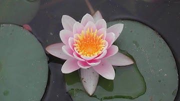 Thumbnail of Anna Luisa