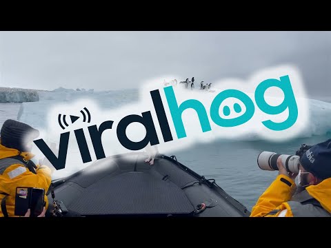 Penguin Takes a Ride on an Antarctic Taxi || ViralHog