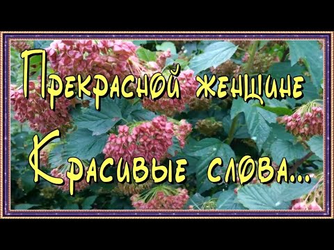 Прекрасной женщине! Красивые слова!