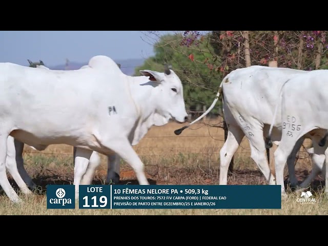 46º Mega Leilão Anual Carpa | LOTE 119
