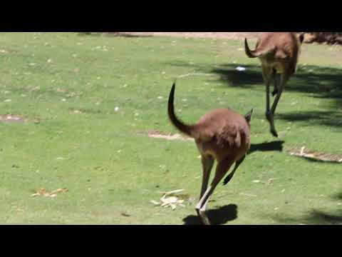 Video: Macropod: Ang Lugar Ng Kapanganakan Ng Mga Isda, Larawan, Paglalarawan