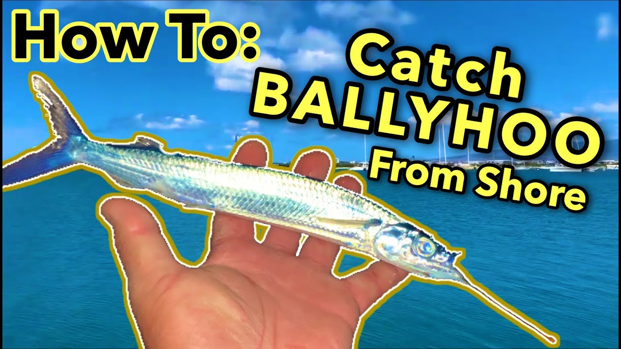 FUN** How to Catch Ballyhoo From Shore!