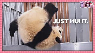 (SUB) Spider Panda?! Baby Panda RuiHui Can Cling To Everywhere!│Panda World