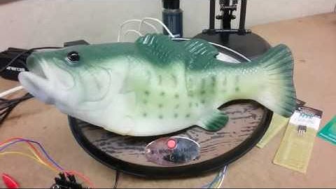 Man Hacks His Alexa Into A Singing Fish Robot And It