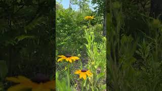 Famous The secret soil at Quarry Gardens Net Worth