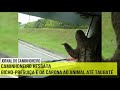 Caminhoneiro resgata bicho preguiça e da carona ao animal até Taubaté