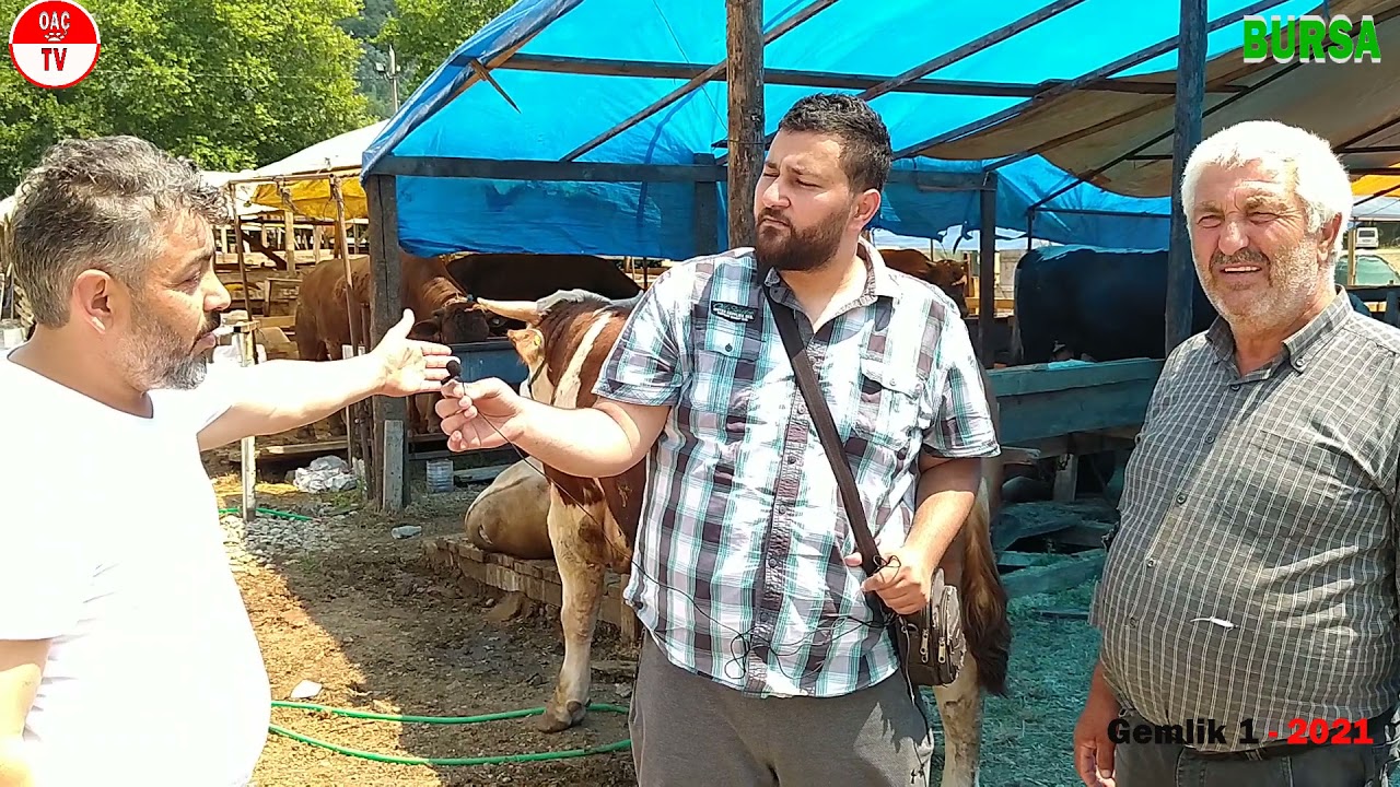 Kurban Pazarı Bursa Gemlik 2021 / Hayvan Fiyatları / OAÇ TV