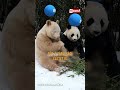 Ez a panda annyira fehér, hogy még a sűrű erdőben is látszik, mint egy világítótorony #ripost #panda