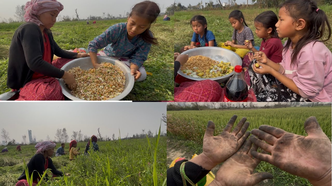 KHET MA GAYAR SABAI JANA MILI CHATPATA BANAYAR KHADAI#food#chatpata 