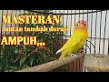 masteran lovebird jantan ngekek panjang | pancingan lb 1 jam AMPUH