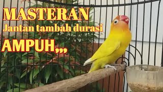 masteran lovebird jantan ngekek panjang | pancingan lb 1 jam AMPUH