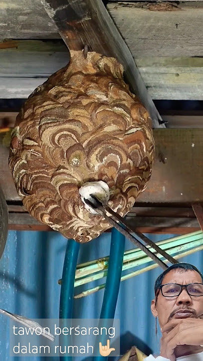 how to eradicate pesva bee nests in the house #shorts #bees #wasps #bee #hornets #animals