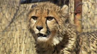 Can These Orphan Predators Survive the Wild (4K Documentary)