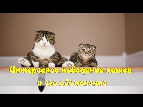 Интересное поведение кошек и его объяснение Interesting behavior of cats and its explanation