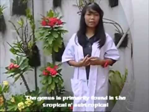 Explanation of Euphorbia.wmv