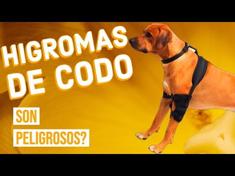 Video: Higroma quística en un perro