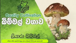 බිම්මල්_වගාව_සරලව_මුලසිට (Mushroom Cultivation is Simple) Bimmal Wagawa Mula Sita Saralawa