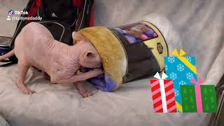 I found my gift! A little help here? by SphynxDaddy 272 views 4 years ago 34 seconds