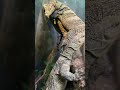 Meet Gekko: The Adorable Fruit-Loving Lizard Who Climbs Like a Pro!