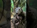 Meet Gekko: The Adorable Fruit-Loving Lizard Who Climbs Like a Pro!