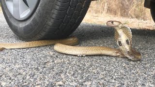Crushing crunchy and soft things by different car || car vs cobra screenshot 5