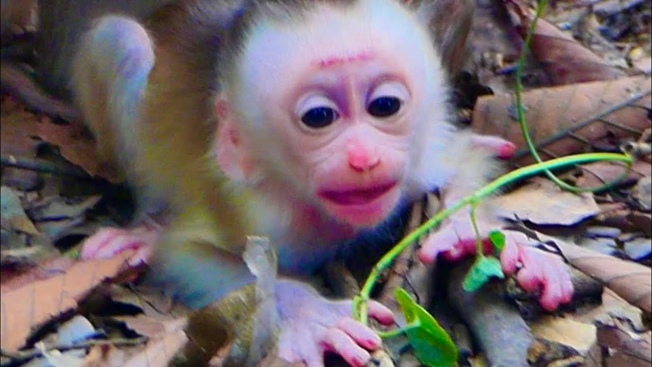 Cutie small baby monkey and wonderful mom 