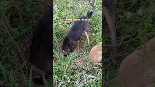 Tyson helping kalu#brothers#dog#doglife #dogshorts #fun