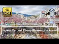 [4K/HDR/Binaural] Japan&#39;s Earliest Cherry Blossoms in Atami Walking Tour - Shizuoka Japan