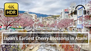 [4K/HDR/Binaural] Japan's Earliest Cherry Blossoms in Atami Walking Tour - Shizuoka Japan