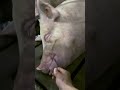 It's a sleeping pig.